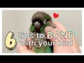 6 TIPS ON HOW TO GET ALONG AND BOND WITH YOUR BIRD | How to Bond with Your Bird