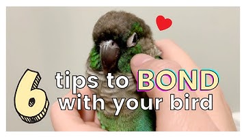 6 TIPS ON HOW TO GET ALONG AND BOND WITH YOUR BIRD | How to Bond with Your Bird