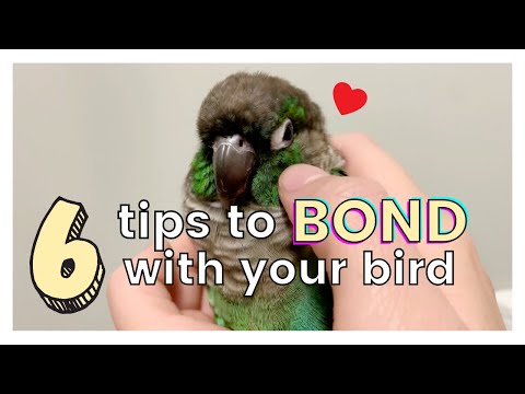 6 TIPS ON HOW TO GET ALONG AND BOND WITH YOUR BIRD | How to Bond with Your Bird