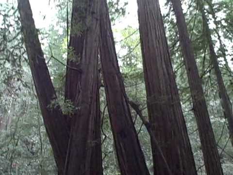 muirskate In Muir Woods