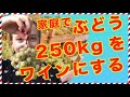 セルビアの家庭でぶどう250kgのワイン造り【セルビアちゃんねる】
