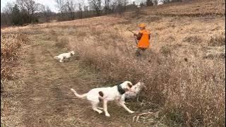 English setter hunting