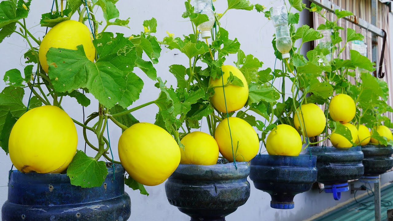 Discover the revolutionary method to grow melons in plastic bottles
