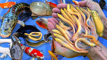 Tổng hợp các video cá cảnh đẹp, vịt con, cá rồng abino, cá sấu, cá lông gà, rùa con