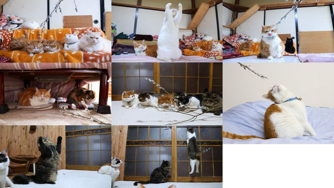 ねこやなぎで遊ぶ猫たち 260318 - YouTube