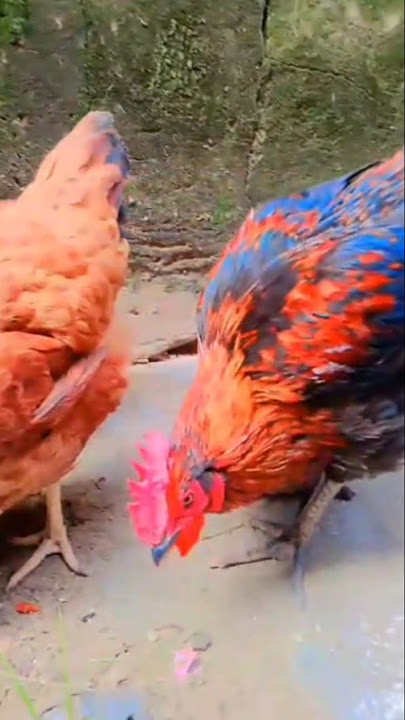 https://youtu.be/2kM4YtO0XPg?si=uAyy3-JTxKPmIwFA #chicken #birds #duck #lifeisbutadream #animals