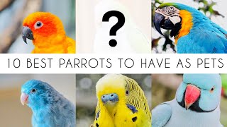 10 Best parrot breeds to have as pets