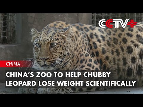 China’s Zoo to Help Chubby Leopard Lose Weight Scientifically