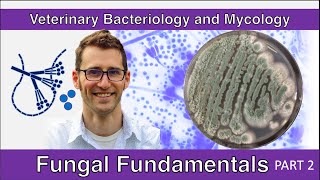 Fungal Fundamentals (Part 2) - Veterinary Bacteriology and Mycology