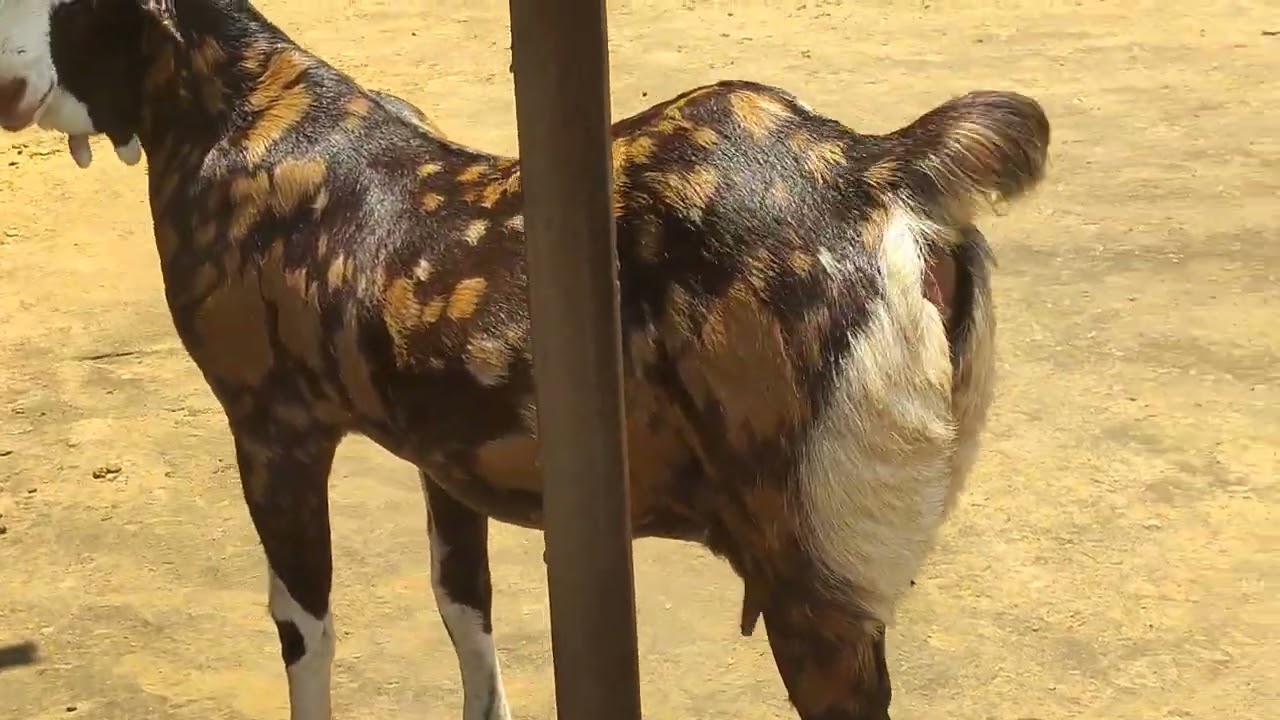 INDIA'S BIGGEST SAIZ GUJRI BAKRIYA 