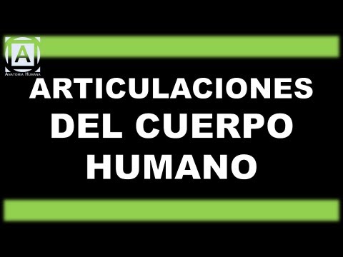 cuantas articulaciones tiene el cuerpo humano y sus nombres