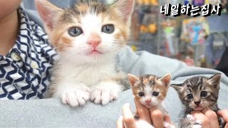 쓰레기 더미에서 구조한 새끼고양이들 입양 그리고 1년rescue,kitten,straycat,adoption