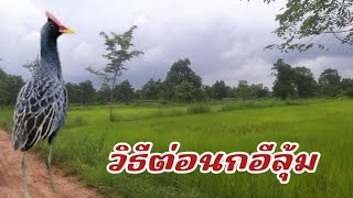นกอีลุ่ม