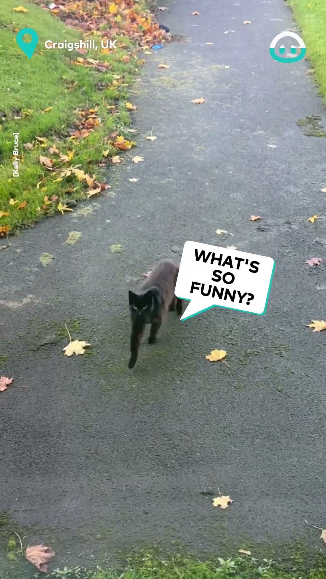This Cat Sure Can Strut || ViralHog