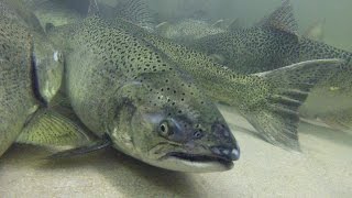 Salmon Update! - NDGNF