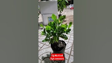 Cây thần kì - Cây giống Cái Mơn, Chợ Lách - Ngọc Ngân Bến Tre 0386569374