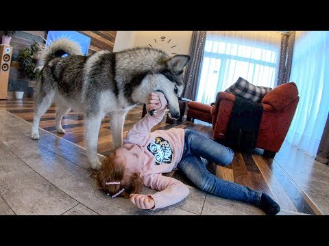 СОБАКА НАПАЛА НА РЕБЁНКА