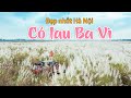 Cắm trại bãi cỏ lau đẹp nhất Hà Nội ở bãi bồi sông Hồng huyện Ba Vì