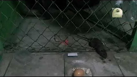 Крыса и яйцо