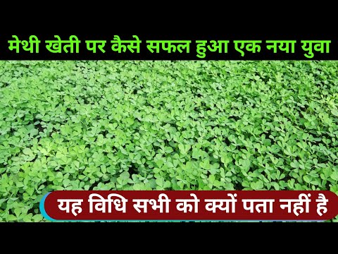 मेथी की सफल खेती | झटपट पैसा | methi ki kheti, युवा किसानो के लिए | हरि मेथी