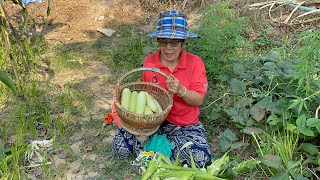 ถึงฤดูเก็บเกี่ยวข้าวโพด🌽