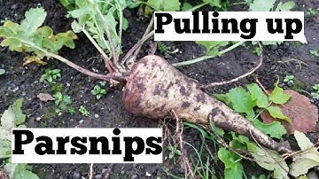 Parsnip reveal | digging (pulling) up parsnips | allotment growing
