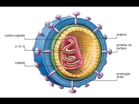 Descubren la Posible Cura del SIDA