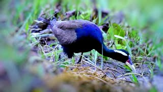 How this Jacanas Birds Look Big!