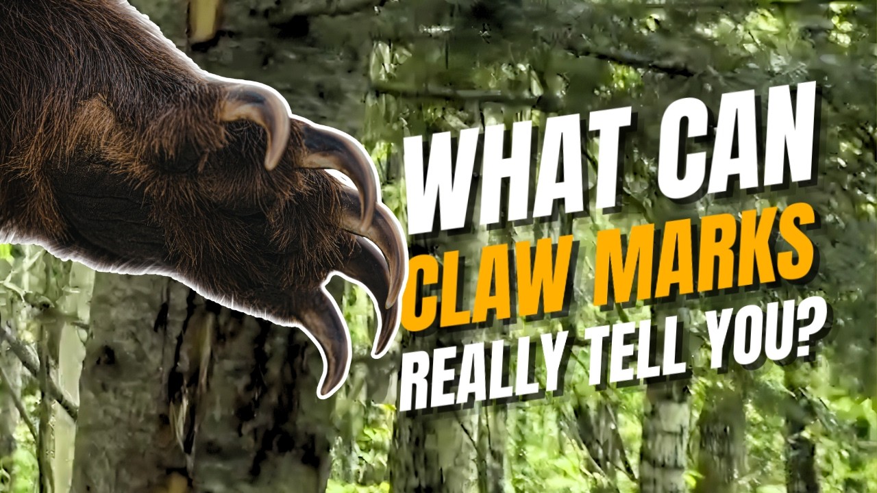 What Bear Claw Marks REALLY Tell You | Long Range Hunter | Wild Skills