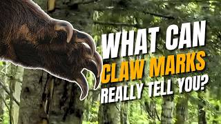 What Bear Claw Marks REALLY Tell You | Long Range Hunter | Wild Skills