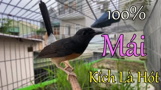 Download Lagu Chòe lửa mái kích trống căng lửa,lửa mái chạy cầu hót đánh đuôi tạch tạch MP3 Download Lagu Chòe lửa mái kích trống căng lửa,lửa mái chạy cầu hót đánh đuôi tạch tạch MP3