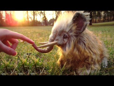 فيديو: ما هي الحيوانات التي تعيش بعد البشر؟