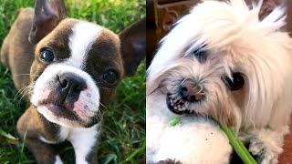 10 Dogs Who Don't Shed | Funny Pet Videos by Funny Pet Videos 10,369 views 2 years ago 3 minutes, 50 seconds