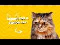 Caring For A Senior Cat Cat Cats Catlover Tips Caring For A Senior Cat Cat Cats Catlover Tips
