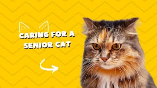 Caring for a Senior Cat #cat #cats #catlover #tips