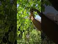 Harvesting my First Luffa || DHBG