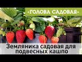 Голова садовая - Земляника садовая для подвесных кашпо