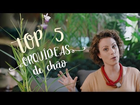 Vídeo: Composições de orquídeas no interior