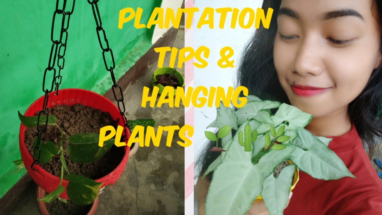 Plantation tips//Hanging plants 🌱//By Kangkan Doley YouTube