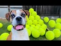 Surprising my dog with 100 GIANT Tennis Balls! 🎾🐶( BEST REACTION !!🎉)