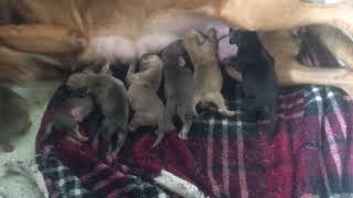 Bloodhound puppies Ladybird & Jelly Roll Joe litter March 29,2024