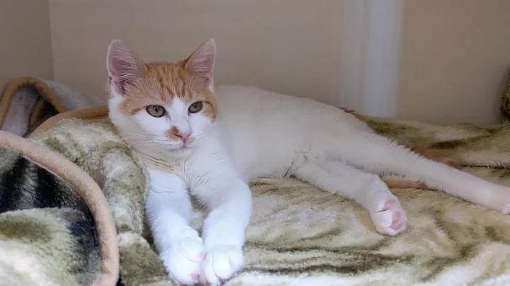 'It's crushing': Fatal virus spreads through cats at Cody animal shelter