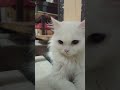 Persian Cat Video.#persian #persiancat