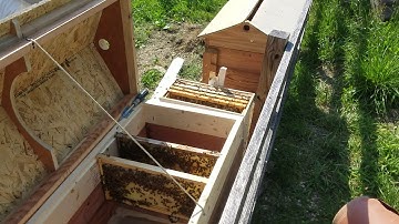 Feral bees transferred from swarm trap to horizontal hive