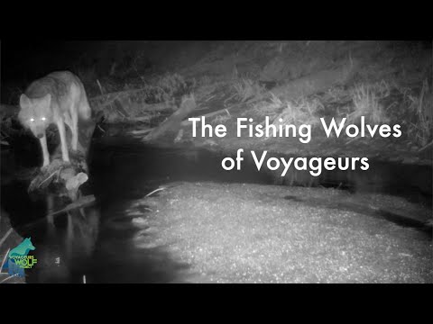 The fishing wolves of Voyageurs