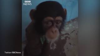 Os traficantes de chimpanzés - vídeo da BBC