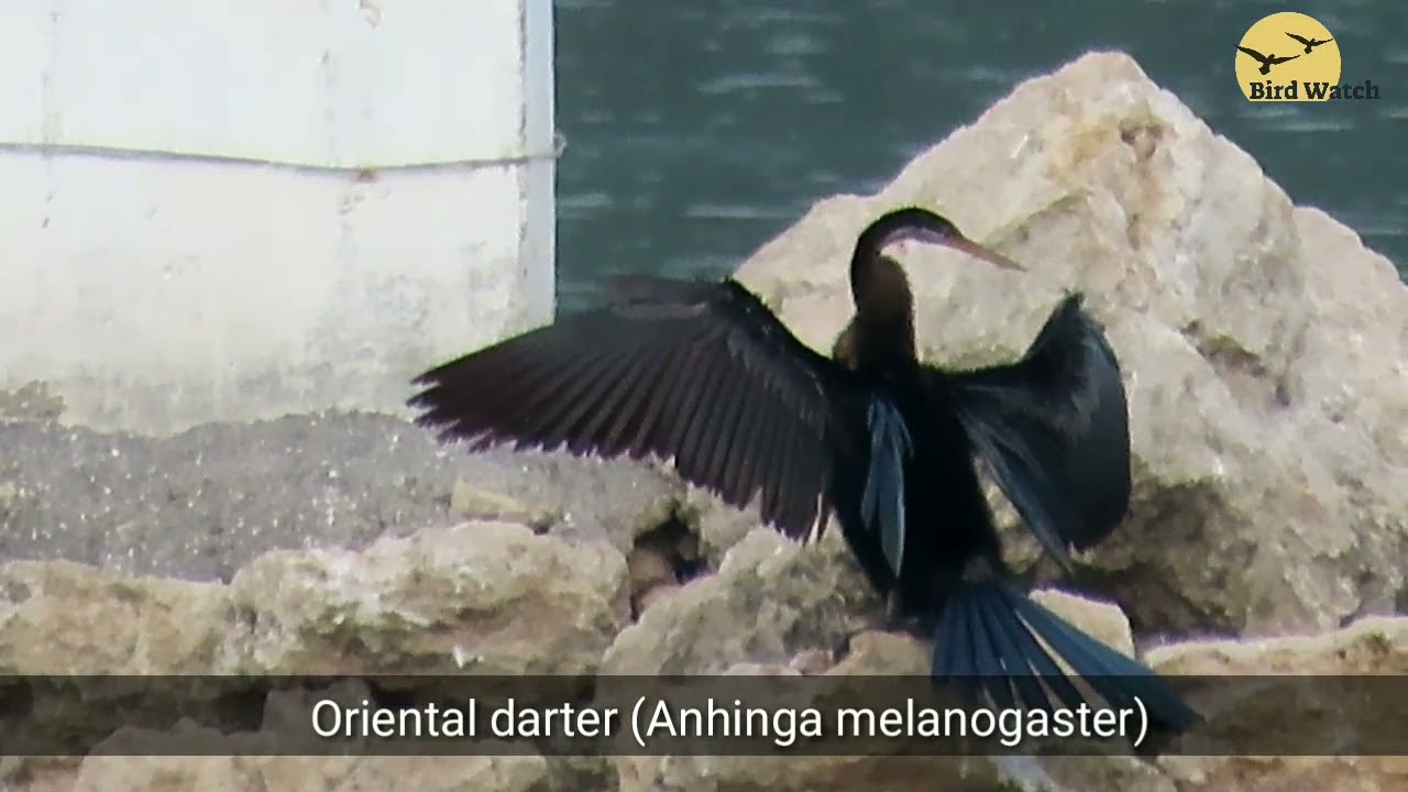 Oriental darter (Anhinga melanogaster) 