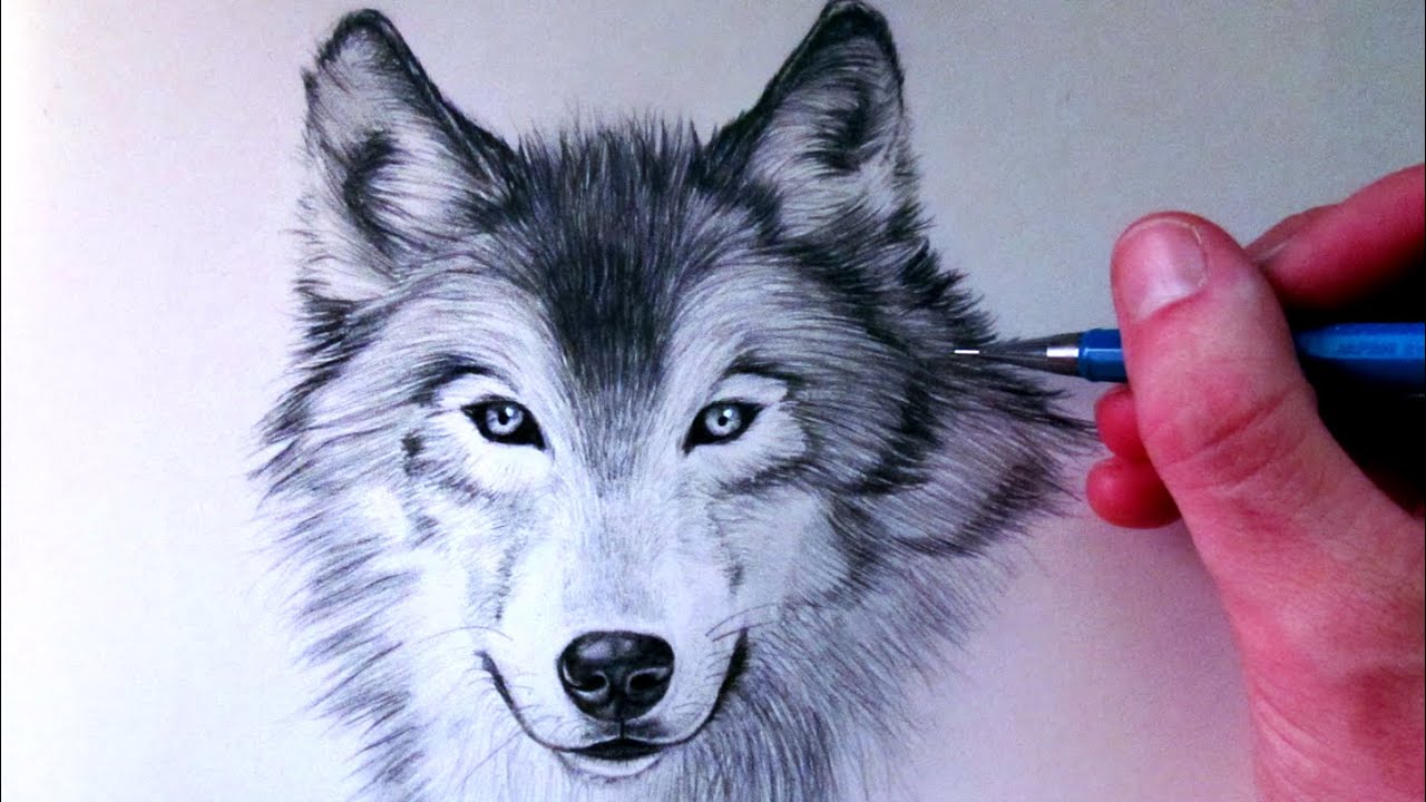 How To Draw A Wolf Youtube