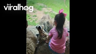Cheetah Responds to Girl's Cheetah Stuffy || ViralHog