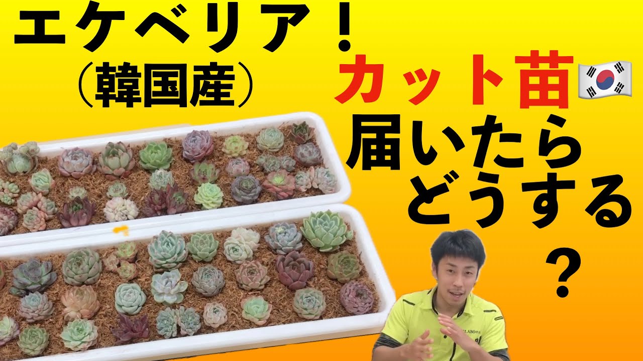 エケベリア（韓国産カット苗）の植えつけ方法 ＃エケベリア＃多肉植物